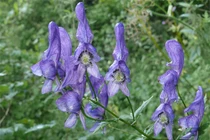 Ma lực của loài cây "nữ hoàng độc dược"... chạm là chết