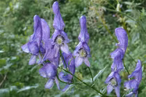 Ma lực của loài cây "nữ hoàng độc dược"... chạm là chết