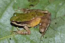 Chi tiết loài ếch mới phát hiện tại Vườn Quốc gia Vũ Quang