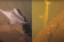 Tò mò 'Vương quốc cá mập' trong miệng núi lửa đang sôi sục dưới đáy biển