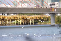 Đàn cò rợp bóng sông Hàn, tín hiệu vui hay lời 'kêu cứu' từ thiên nhiên?