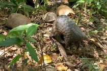 Thả 9 động vật quý hiếm về rừng Tây Nguyên bảo tồn tự nhiên