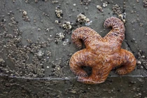 Vì sao 5 tỷ sao biển bỗng chết hàng loạt? Chuyên gia tiết lộ sự thật