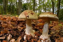 Loại nấm nguy hiểm mệnh danh 'sát thủ của các vị vua'