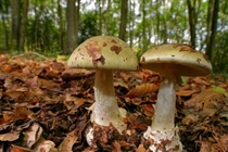 Loại nấm nguy hiểm mệnh danh 'sát thủ của các vị vua'