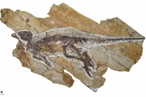 Kinh ngạc phát hiện bộ xương “rồng xanh” 160 triệu năm tuổi