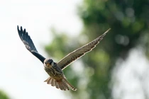 View - Những động vật lần đầu xuất hiện ở Thanh Hóa quý hiếm cỡ nào? | Báo Tri thức và Cuộc sống - TIN TỨC PHỔ BIẾN KIẾN THỨC 24H