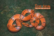 [INFOGRAPHIC] Loài rắn giống hệt rắn cạp nong nhưng không có nọc độc