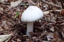 Những loài nấm độc nhất trên thế giới, ngửi cũng mất mạng