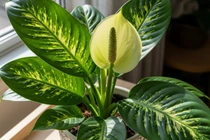 4 loại cây cảnh cứ mỗi lần ra hoa lại mang điềm lành