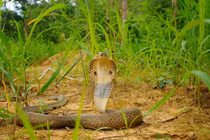 Top loài rắn hổ mang nguy hiểm nhất phân bố ở Việt Nam