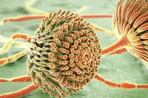 Biến đổi khí hậu, “nấm sát thủ” trỗi dậy... đe dọa con người