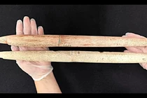 Công cụ săn bắt cá voi khoảng 5.000 tuổi chứa bí mật khó tin