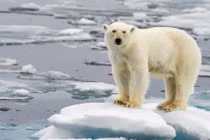 Khám phá cuộc sống của những thợ săn gấu Bắc Cực