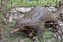 Tê tê được người dân Lâm Đồng giao nộp quý hiếm thế nào?