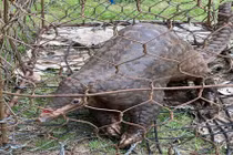 Tê tê được người dân Lâm Đồng giao nộp quý hiếm thế nào?