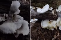 Cận cảnh 2 loài nấm phát sáng mới tìm thấy ở VQG Bái Tử Long