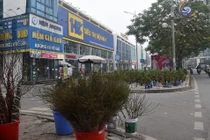 Đào quất xuống phố, chiếm vỉa hè Hà Nội