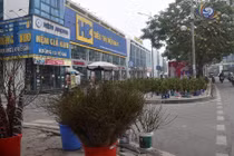 Đào quất xuống phố, chiếm vỉa hè Hà Nội