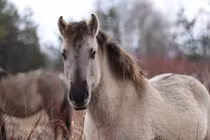 Hồi sinh Ngựa Tarpan, chìa khóa bảo vệ hệ sinh thái hoang dã châu Âu