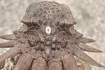 Chuyên gia phát hiện bí mật bất ngờ về sinh vật độc nhãn