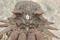 Chuyên gia phát hiện bí mật bất ngờ về sinh vật độc nhãn