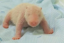 Khoảnh khắc gấu trúc đầu tiên ra đời tại Indonesia gây xúc động