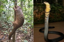 Thả 12 cá thể động vật hoang dã có tên trong Sách Đỏ về rừng