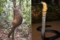 Thả 12 cá thể động vật hoang dã có tên trong Sách Đỏ về rừng