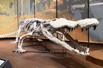 'Hồi sinh' loài cá sấu cổ đại ăn thịt cả khủng long