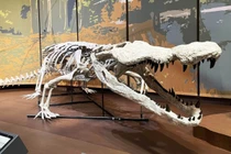 'Hồi sinh' loài cá sấu cổ đại ăn thịt cả khủng long