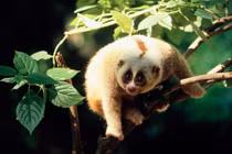 Điểm danh loài linh trưởng quý hiếm Việt Nam khiến thế giới kinh ngạc