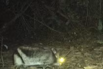 Bẫy ảnh phát hiện thỏ sọc Trường Sơn ở Khe Nước Trong