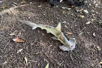 Kinh hoàng khoảnh khắc cá mập đầu búa rơi từ trên trời xuống