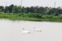 Ngỡ ngàng đôi thiên nga trắng muốt ở hồ Bắc Ninh, quý hiếm hay không?