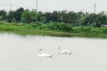 Xuất hiện đôi thiên nga trắng muốt tuyệt đẹp tại hồ nước Bắc Ninh