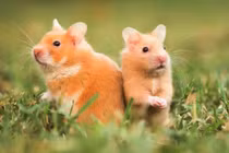 Chúc mừng 4 con giáp được sao Tài lộc chiếu mệnh tháng 7