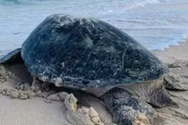 Kỳ diệu khoảnh khắc rùa biển đẻ 112 trứng trên đảo Hòn Cau