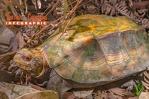 [INFOGRAPHIC] Loài rùa quý hiếm 'đi lạc' vào nhà dân Phong Nha