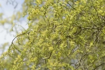 Cây cảnh độc lạ lá xanh như ngọc, rước may vào nhà năm mới