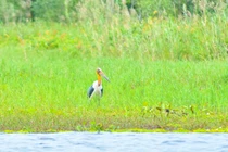 Già đẫy Java bất ngờ xuất hiện sau nhiều năm vắng bóng