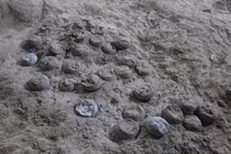 Tò mò hóa thạch trứng khủng long gần 86 triệu năm tuổi