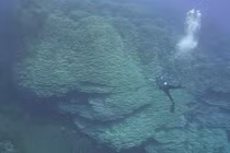 Cụm san hô Porites rus lớn nhất thế giới mọc cạnh miệng núi lửa ngầm