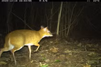 64 loài động vật quý hiếm tại Phong Nha - Kẻ Bàng lọt bẫy ảnh gây sốc