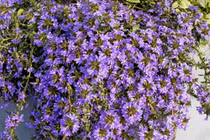 Cây cảnh phong thủy hoa xanh biếc, thu hút vận khí thịnh vượng