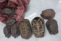 8 cá thể rùa quý hiếm xuất hiện bên đường ở Đắk Lắk quý hiếm thế nào?