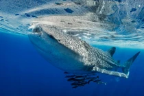 Lần đầu ghi nhận cá mập voi bơi từ quốc gia này sang quốc gia khác