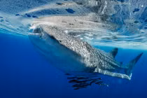 Lần đầu ghi nhận cá mập voi bơi từ quốc gia này sang quốc gia khác