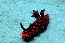 Phát hiện ít nhất 20 loài mới ở vùng biển sâu Thái Bình Dương