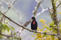 Hơn 500 loài chim sẽ tuyệt chủng trong 100 năm tới